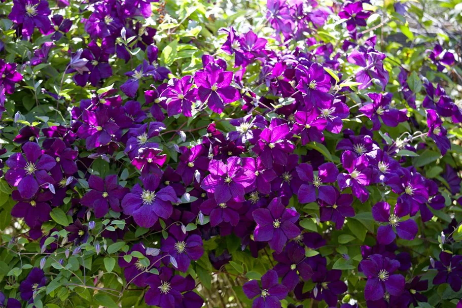 Clematis viticella Topfgröße 2 Liter, Höhe 60-100cm