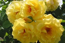 Kletterrose 'Golden Gate'® ADR 5 Liter Topf