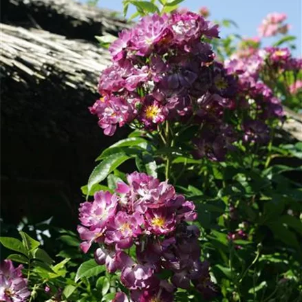 Kletterrose 'Veilchenblau'