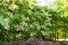 Hydrangea petiolaris Topfgröße 3 Liter, Höhe 60-80cm