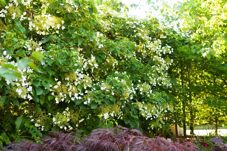 Hydrangea petiolaris Topfgröße 3 Liter, Höhe 60-80cm