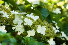 Hydrangea petiolaris Topfgröße 3 Liter, Höhe 60-80cm