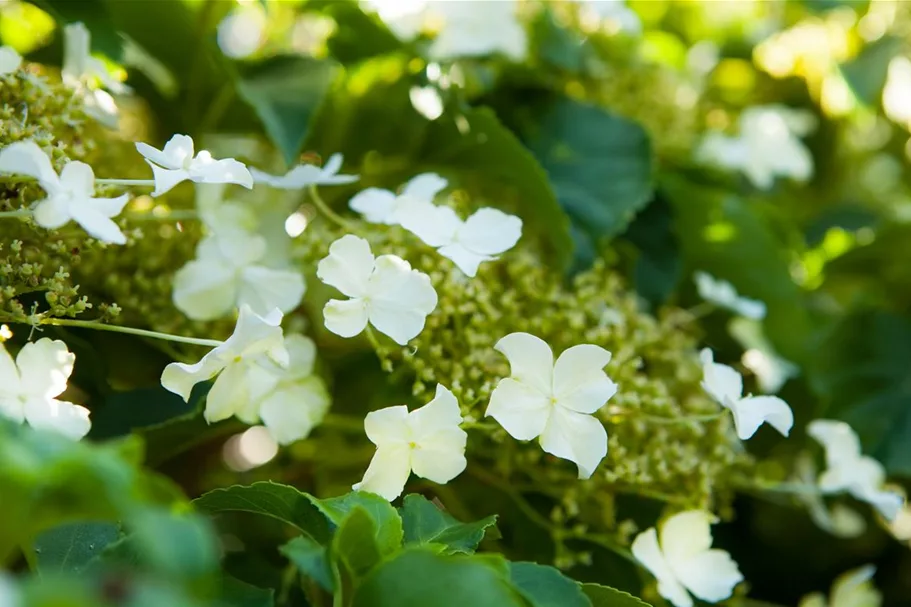 Hydrangea petiolaris Topfgröße 3 Liter, Höhe 60-80cm