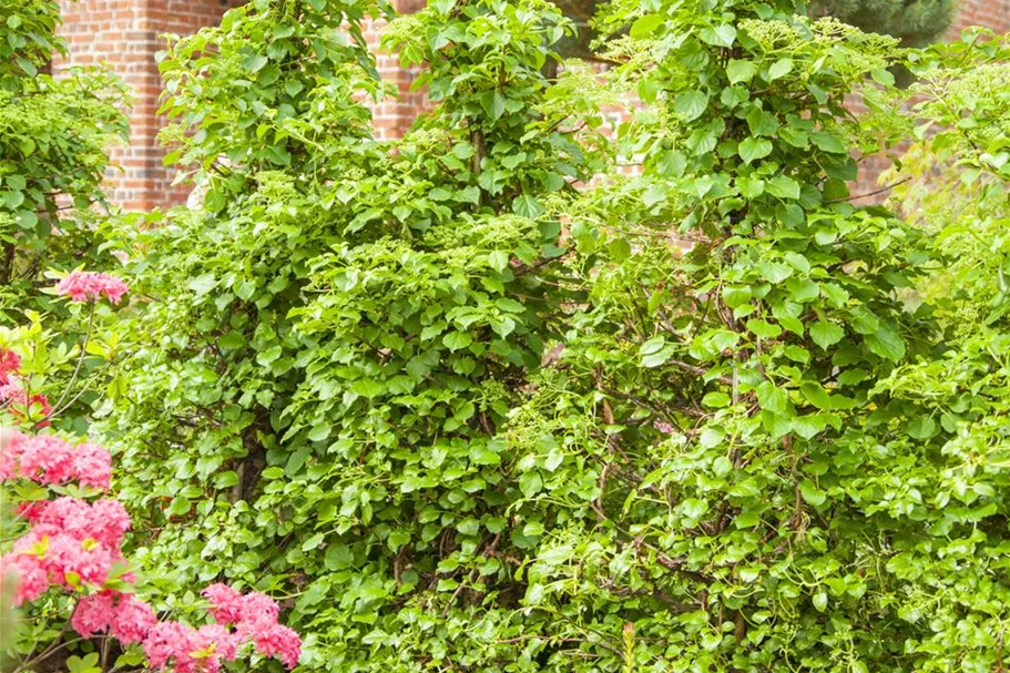 Hydrangea petiolaris Topfgröße 3 Liter, Höhe 60-80cm