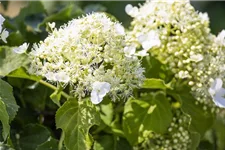 Hydrangea petiolaris Topfgröße 3 Liter, Höhe 60-80cm