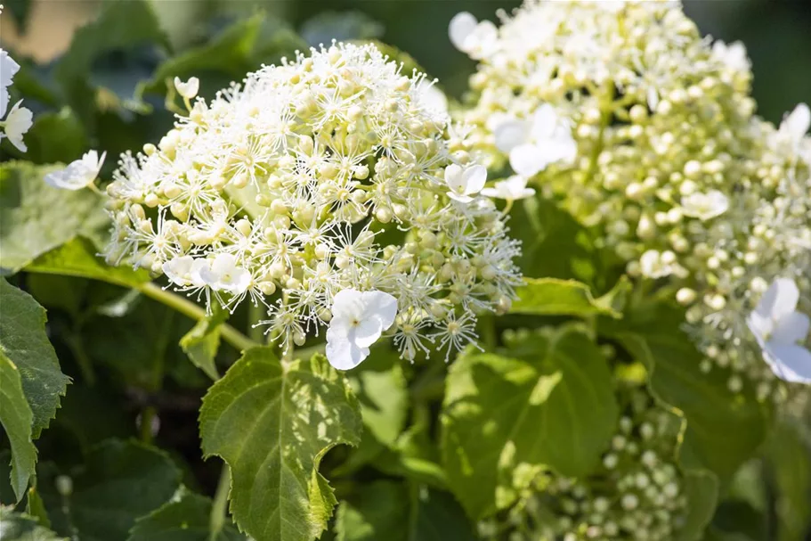 Hydrangea petiolaris Topfgröße 3 Liter, Höhe 60-80cm