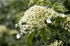 Hydrangea petiolaris Topfgröße 3 Liter, Höhe 60-80cm