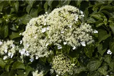 Hydrangea petiolaris Topfgröße 3 Liter, Höhe 60-80cm