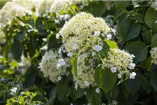 Hydrangea petiolaris Topfgröße 3 Liter, Höhe 60-80cm