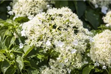 Hydrangea petiolaris Topfgröße 3 Liter, Höhe 60-80cm