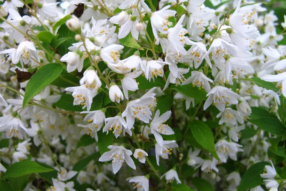 Maiblumenstrauch Topfgröße 7,5 Liter Höhe 50-60cm