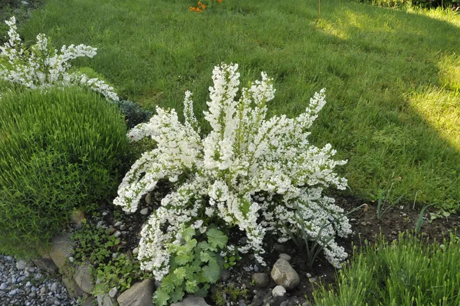 Maiblumenstrauch Topfgröße 7,5 Liter Höhe 50-60cm