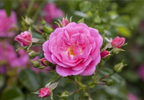 Rosen - nur leicht zurückschneiden im Herbst