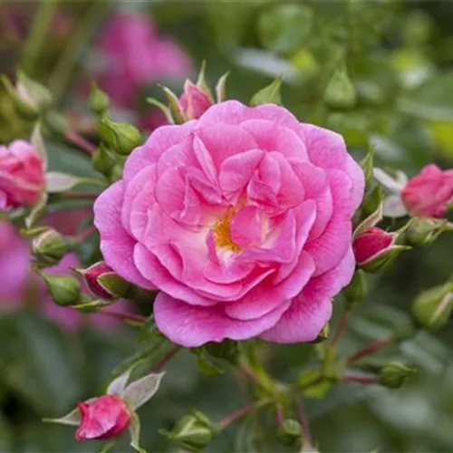 Rosen - nur leicht zurückschneiden im Herbst