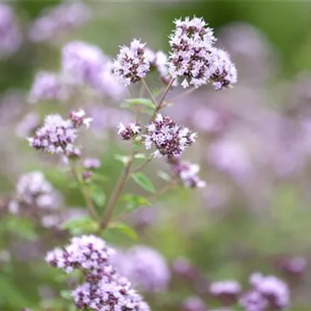 Gewöhnlicher Dost - Oregano